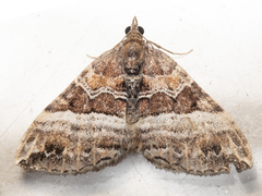 Chrysolarentia vicissata