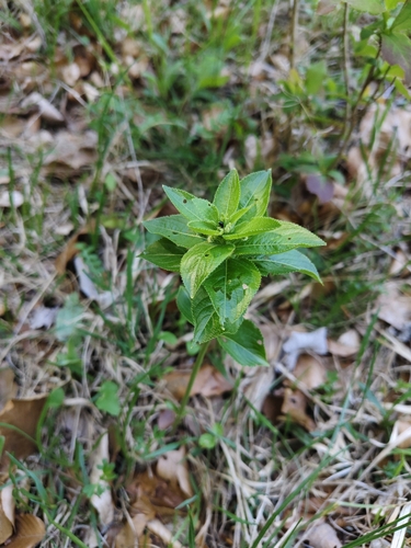 Mercurialis ovata, photograph 1