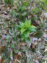 Mercurialis ovata