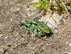 Cicindela ohlone