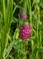 Trifolium purpureum