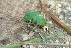 Cicindela ohlone