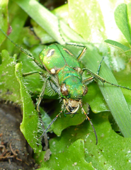 Cicindela ohlone
