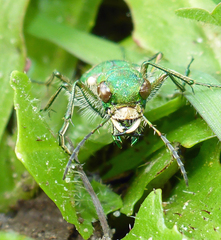 Cicindela ohlone