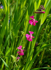 Silene palaestina
