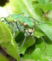 Cicindela ohlone