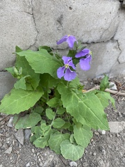 Orychophragmus violaceus