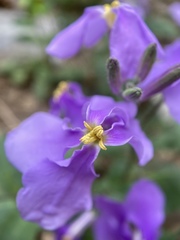Orychophragmus violaceus