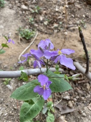 Orychophragmus violaceus