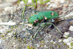 Cicindela ohlone