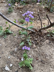 Orychophragmus violaceus