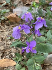 Orychophragmus violaceus