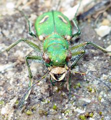 Cicindela ohlone