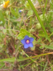 Anagallis