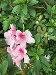 Rhododendron × pulchrum