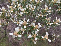 Spyridium spathulatum