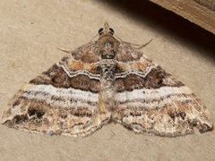 Chrysolarentia vicissata