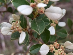 Spyridium spathulatum