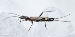 Allocapnia pygmaea