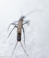 Allocapnia pygmaea