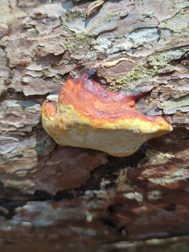 Fomitopsis pinicola · April 2026 · photo: © alexis_orion (iNaturalist, cc-by)