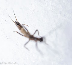 Allocapnia pygmaea