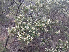 Spyridium spathulatum