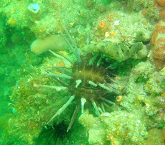 Phyllacanthus parvispinus