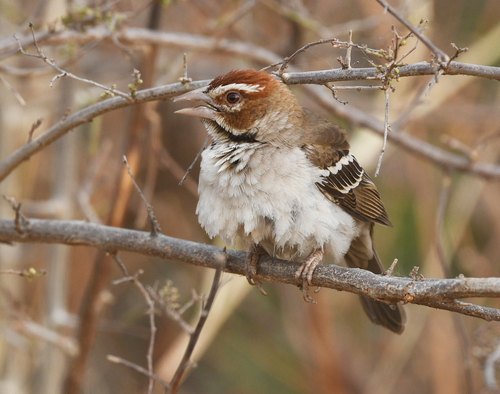 iNaturalist image