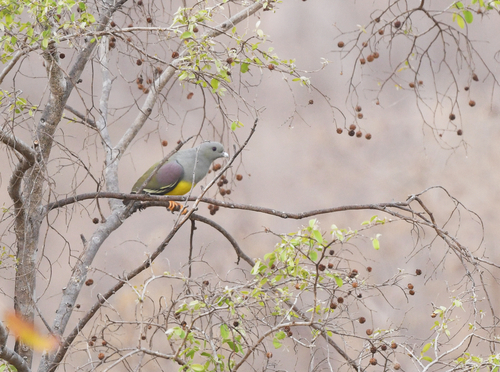 iNaturalist image