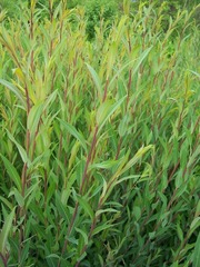 Salix vinogradovii