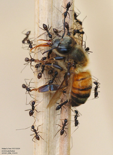 Longhorn crazy ant