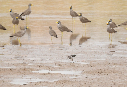 Wood Sandpiper