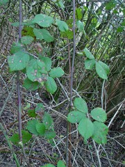 Rubus robiae