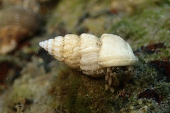 Opalia funiculata