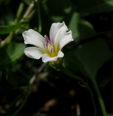 Convolvulus arvensis