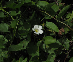 Convolvulus arvensis