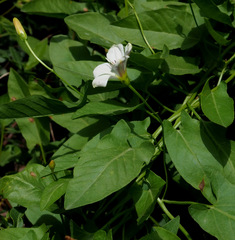 Convolvulus arvensis