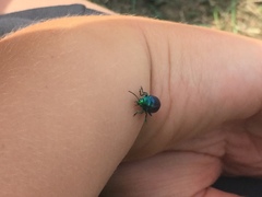 Chrysolinina