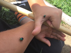 Chrysolinina