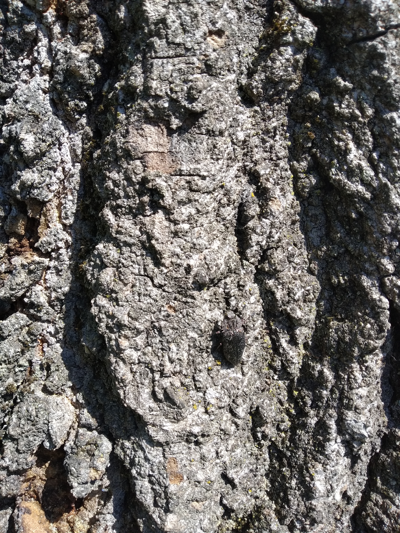 Poecilonota variolosa