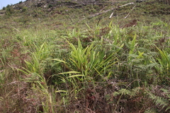 Setaria sulcata image