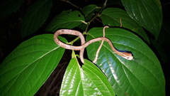 Aplopeltura boa