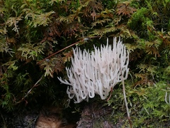 Lentaria afflata