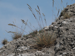 Festuca pallens