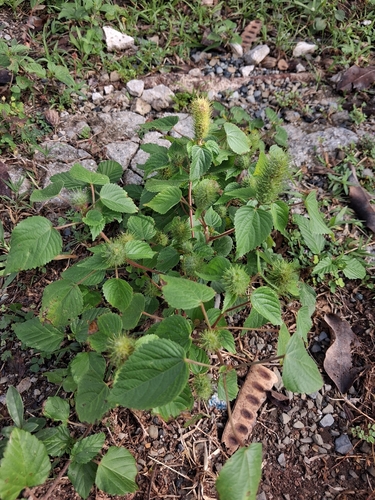 Acalypha alopecuroidea, photograph 5