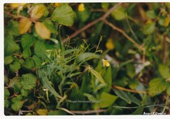 Lathyrus annuus