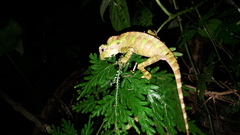 Gonocephalus kuhlii