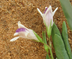 Image of Asystasia retrocarpa