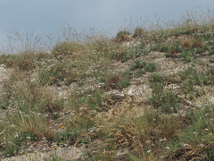 Gypsophila fastigiata